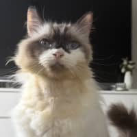Photo of Sushi