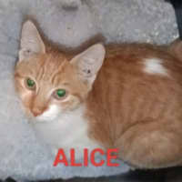 Photo of Alice