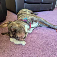 Photo of Tiki