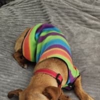 Photo of Zo Zo   1 Year Old Jack Russell X Kelpie