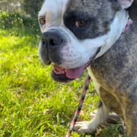 Photo of Lola