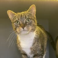 Photo of Josie