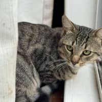 Photo of Ringo   2 Year Old Domestic Shorthair