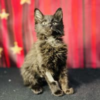 Photo of Sabrina (Located In Preston) 