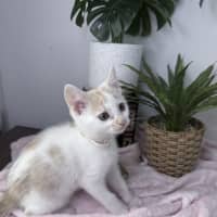 Photo of Peaches 🪷