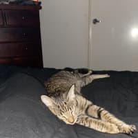 Photo of Tigga