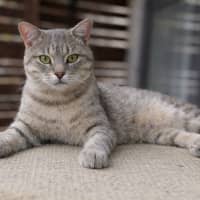 Photo of Bobby Bobtail 