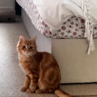 Photo of Violet