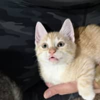 Photo of Saffron