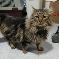 Photo of Tweedledum.* 9 Lives Project Rescue*