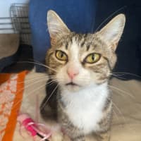 Photo of Possum  Meet Me At Pe Tstock Milperra!