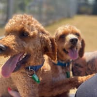 Photo of Penn And Teller 
