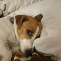 Photo of Elsa   3 Year Old Jack Russell X (Trial)