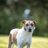 Photo of Josie