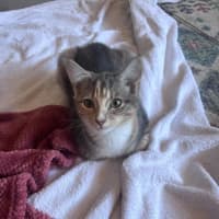 Photo of Twix