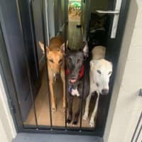 Photo of Lenny, The Greyhound