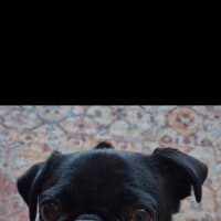 Photo of Sage 