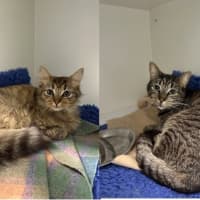 Photo of Benji (Bonded To Coco)