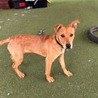 Photo of Roo