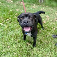 Photo of Major *$350 Adoption Fee*