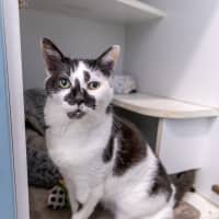 Photo of Muffin Face 