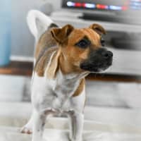 Photo of Cookie