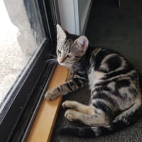 Photo of Fern