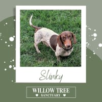 Photo of Slinky