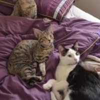 Photo of Oscar   4 Month Old Domestic Medium Hair