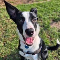 Photo of Sir Remington The 3rd