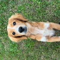 Photo of Albie