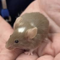 Photo of Roquefort