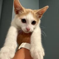 Photo of Sunny Boy ☀️meet Me@Petstock Mornington Nepean Hwy