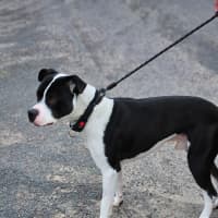 Photo of Banjo