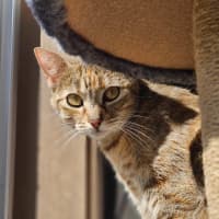 Photo of Willow