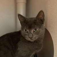 Photo of Pumba