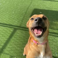 Photo of Peach Imp 1711