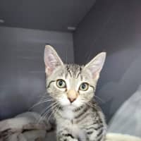 Photo of Pixel