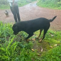 Photo of Marshmallow