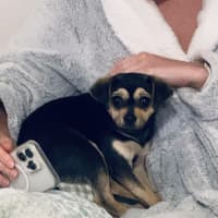 Photo of Bean   1 Year Old Chihuahua X