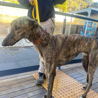 Photo of Dudley