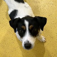 Photo of Pippa 