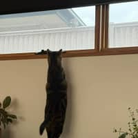 Photo of Kovu *9 Lives Project Rescue*