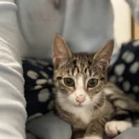 Photo of Sophie   4 Month Old Domestic Short Hair