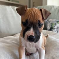 Photo of Jasper   10 Week Old Staffy X (Trial)
