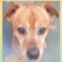 Photo of Bud