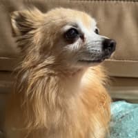 Photo of Coco