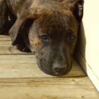 Photo of Charlie/Hank 