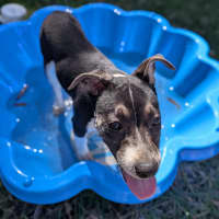 Photo of Sirena