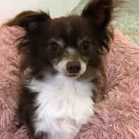 Photo of Marble (Please Read My Bio)